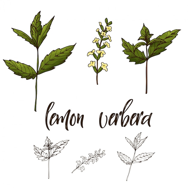 Vector hand drawn herbs and spices illustration