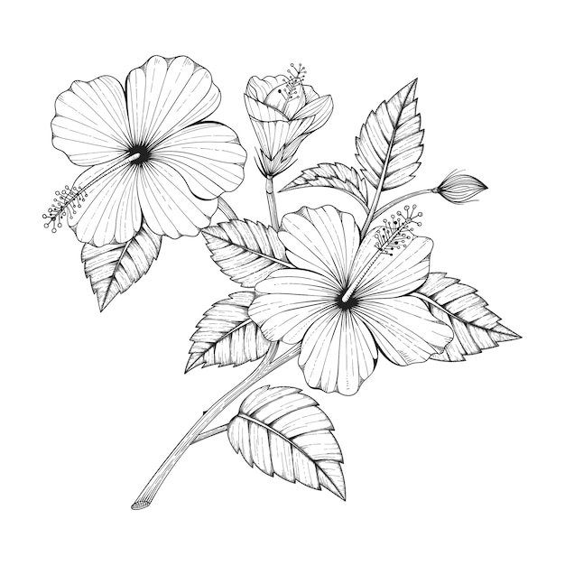 Hand drawn hibiscus flower drawing illustration.