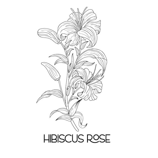 Disegnato a mano hibiscus contorno papavero narcisi tulipano girasole daisy hawaiian hibiscus flower rose