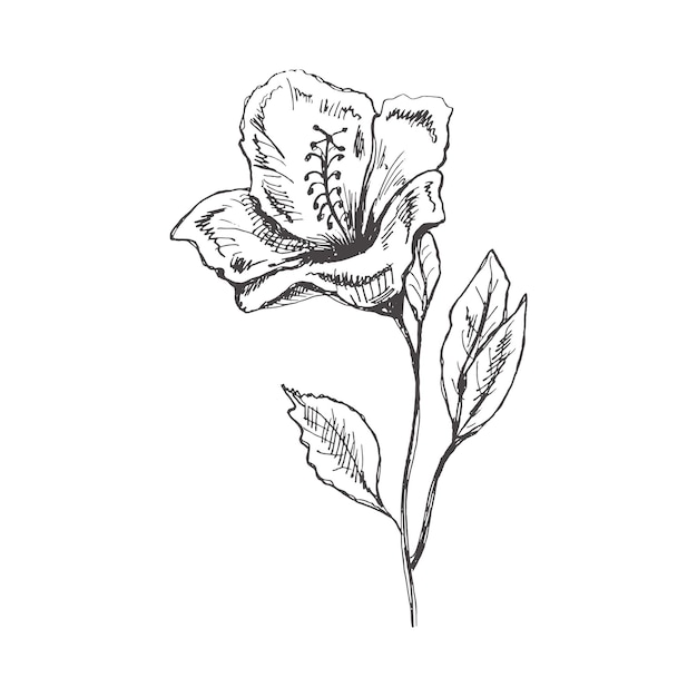 手描きのハイビスカスのスケッチ。モノクロの花の落書き。黒と白のビンテージ要素。ベクタースケッチ。詳細なレトロなスタイル。