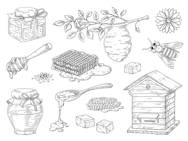 Vector hand drawn honey. vintage bee honeycomb and honey jar sketch elements, doodle flowers and beeswax.