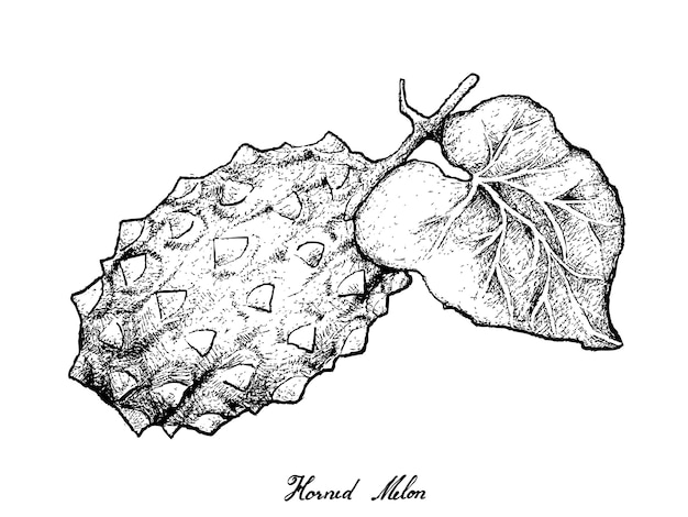 Vector hand drawn of horned mel or kiwano