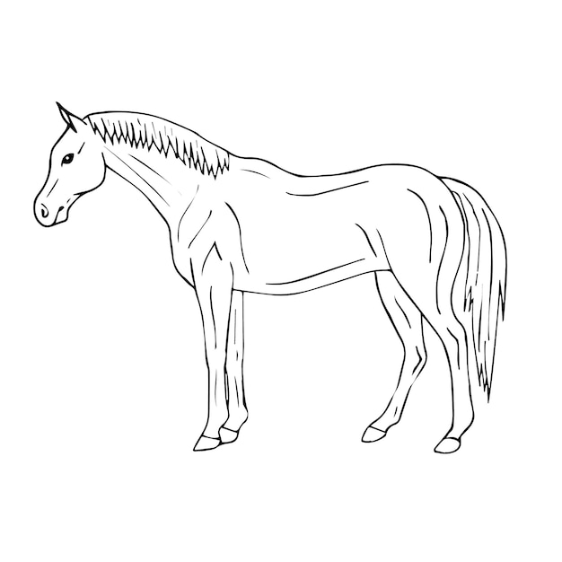 Hand drawn horse isolated on white background