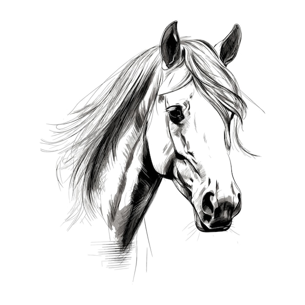 Hand drawn horse vector illustration