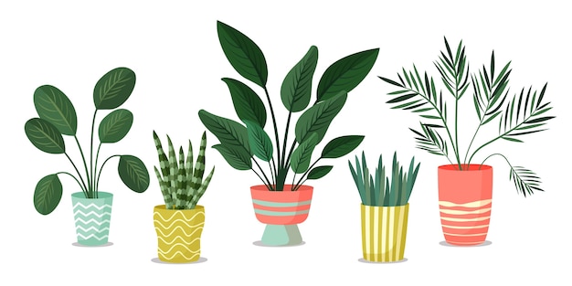 Hand drawn houseplant collection