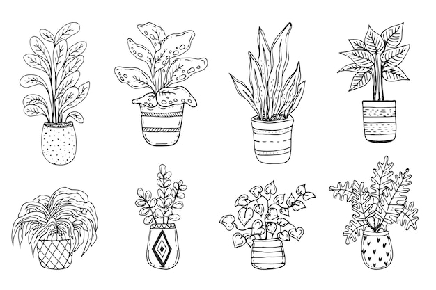 Hand drawn houseplant collection