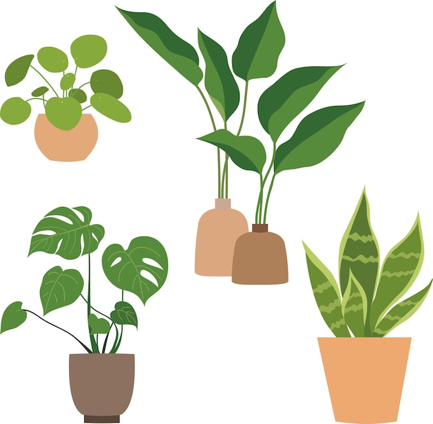 Hand drawn houseplant collection