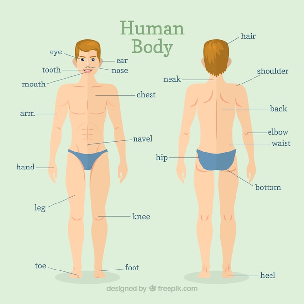 Vector hand drawn human body