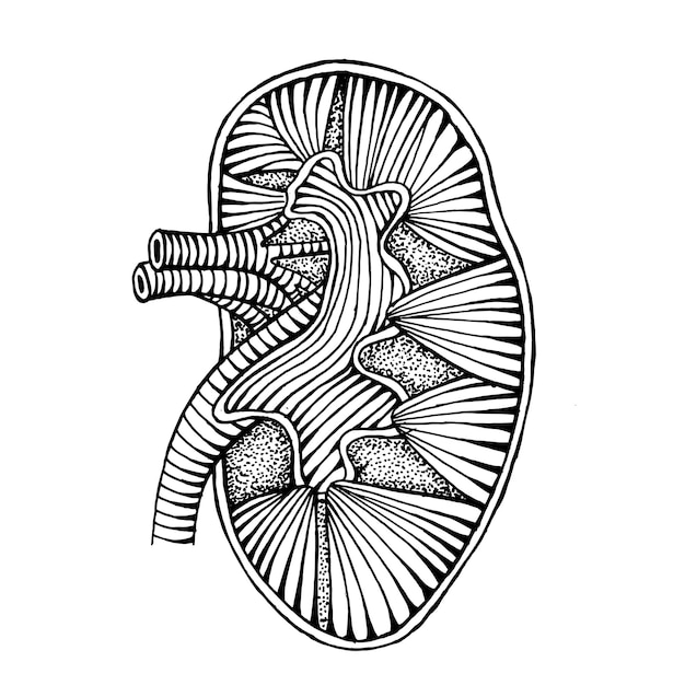 Illustrazione di un rene umano disegnato a mano