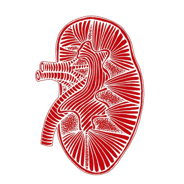Vettore disegno di un rene umano disegnato a mano illustrazione inversa con linea
