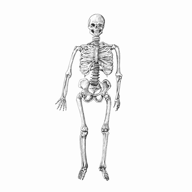 Vector hand drawn human skeleton