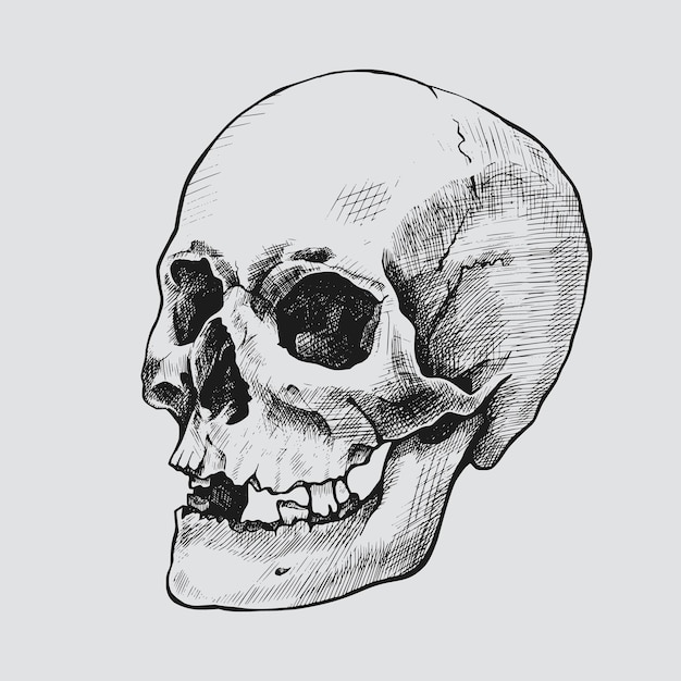 Hand drawn human skull Vector graphic illustration