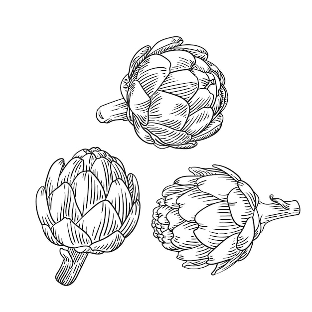 Vector hand drawn illustration of artichoke vector set