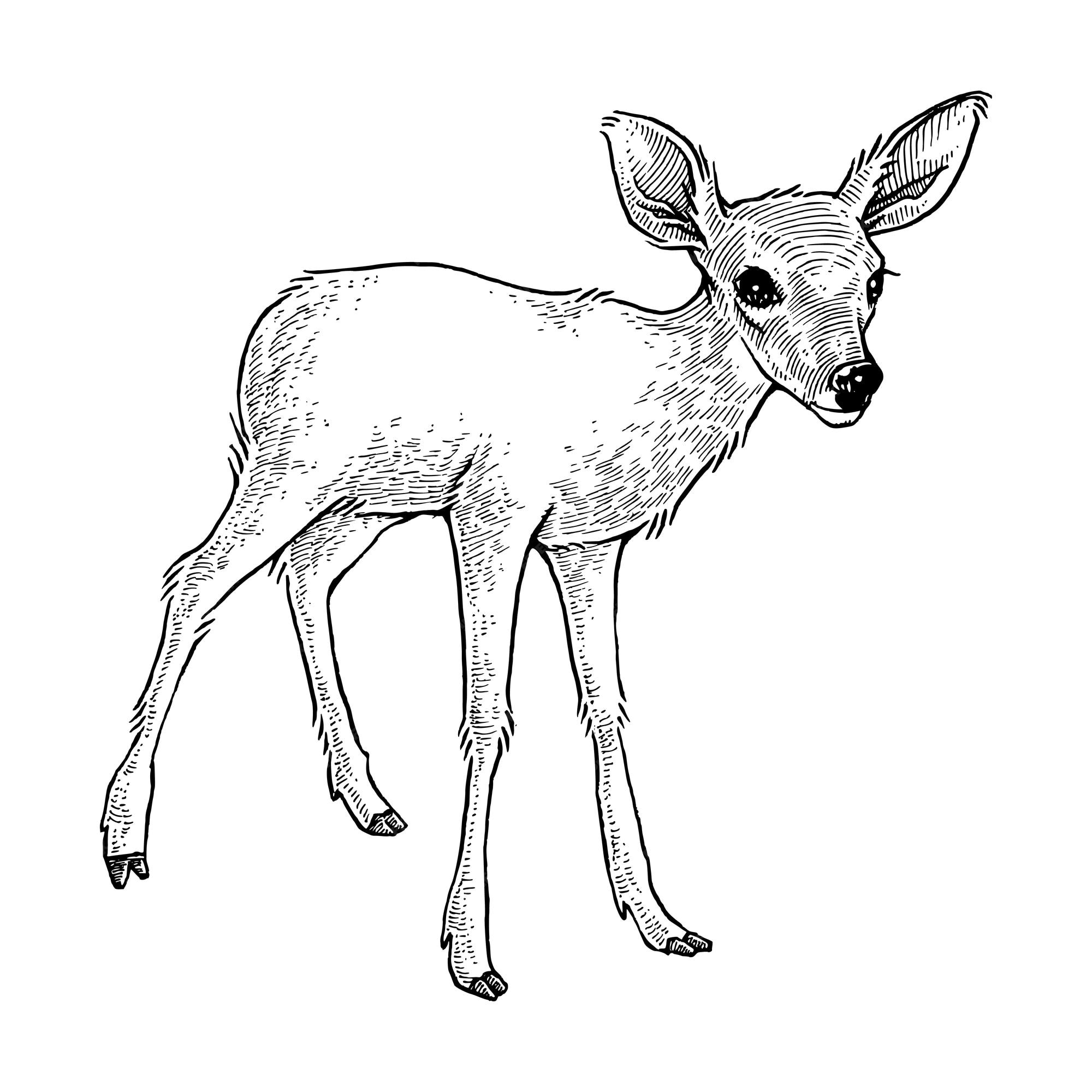 deer fawn drawing