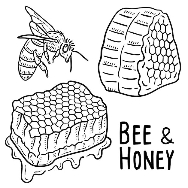 Hand drawn illustration of bee and honey.