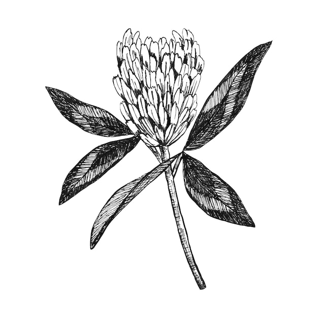 Hand drawn illustration in black ink of a field blooming clover Herbarium of a natural flower