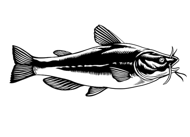 Hand Drawn Illustration Catfish in Black and White Isolated