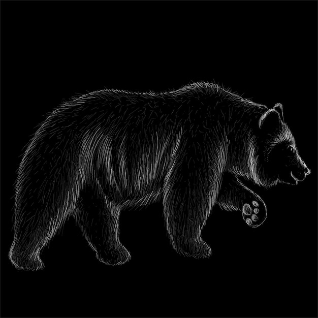 Vector hand drawn illustration in chalk style of bear