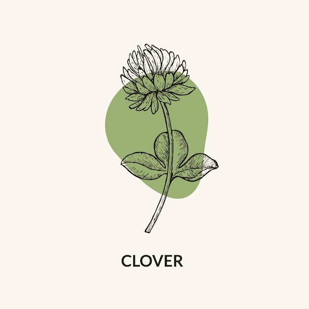 Vector hand drawn illustration of clover flowers