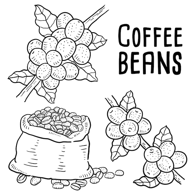 Hand drawn illustration of coffee beans.