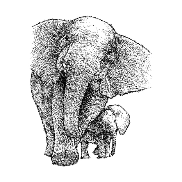 Vector hand drawn illustration of elephant and calf