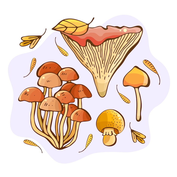 Vector hand drawn illustration of forest mushrooms. gifts and harvest of autumn. colorful drawing set of edible mushrooms. sketch of food drawn. yellow boletus, chanterelles, champignon, russula