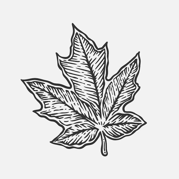 Vector hand drawn illustration maple leaf in vintage style