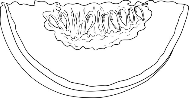 Hand drawn illustration of melon Botanical food vector illustration Melon coloring pages