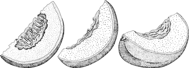 Vettore illustrazione disegnata a mano del melone in stile incisione illustrazione vettoriale di alimenti botanici