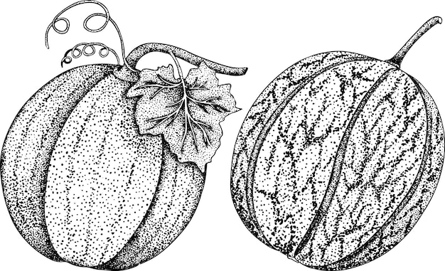 彫刻スタイルのメロンの手描きイラスト植物食品ベクトル図