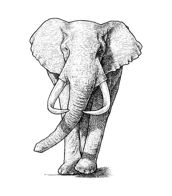 ベクトル 象の手描きイラスト