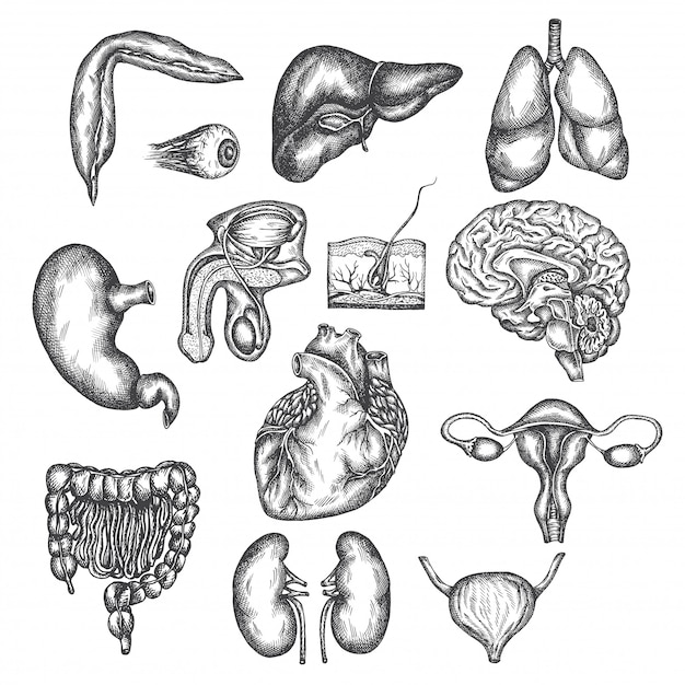 ベクトル 人間の臓器、臓器、皮膚、目の手描きイラスト。ベクタースケッチ分離イラスト。解剖学セット。医療写真。