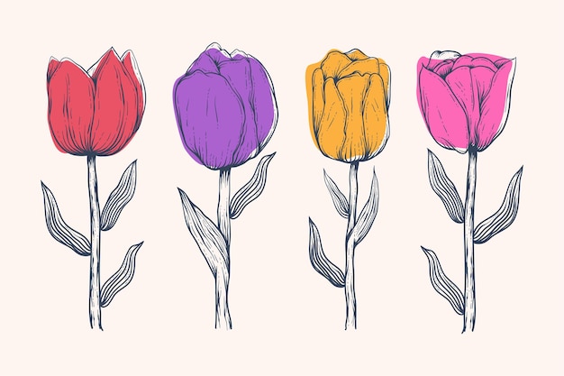 ベクトル 分離されたチューリップの花の手描きイラスト