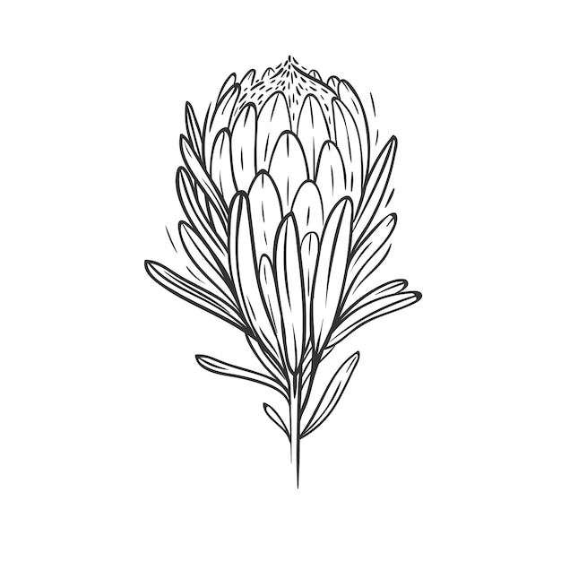 Hand drawn illustration of a protea flower isolated on white Vector floral sketch