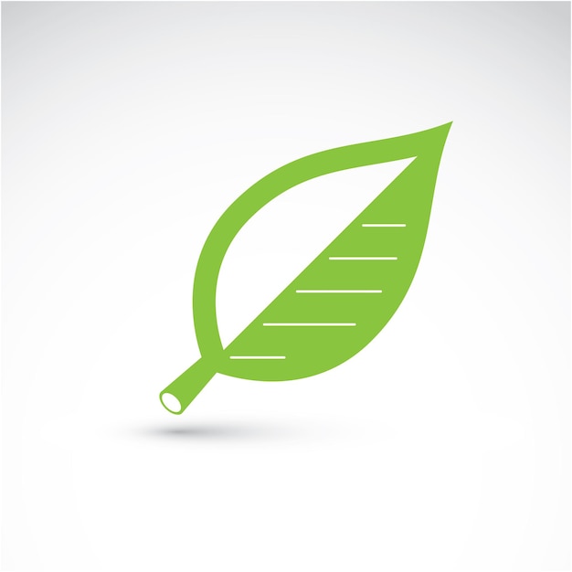 Ручная иллюстрация простого листа бука изолирована. Зеленая листва, весенняя трава. Векторный ботанический символ может быть использован в качестве элемента дизайна в теме сохранения экологии.