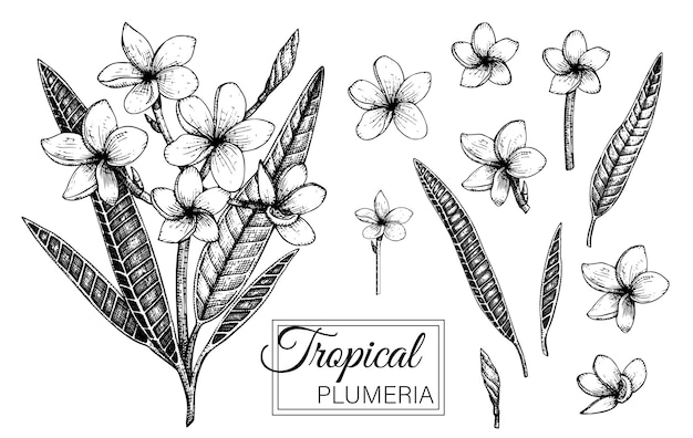 Hand drawn illustration of tropical flowers