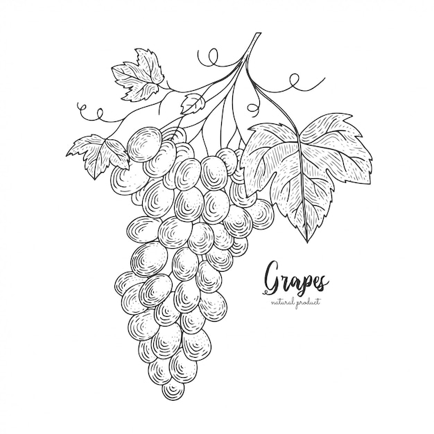 Hand drawn illustrations bunch of grapes isolated on white background.