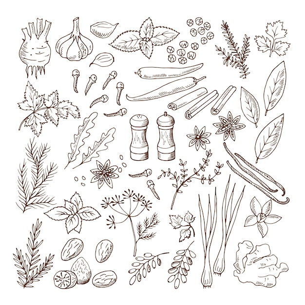 Vector hand drawn illustrations of different herbs and spices. vector pictures set isolate on white