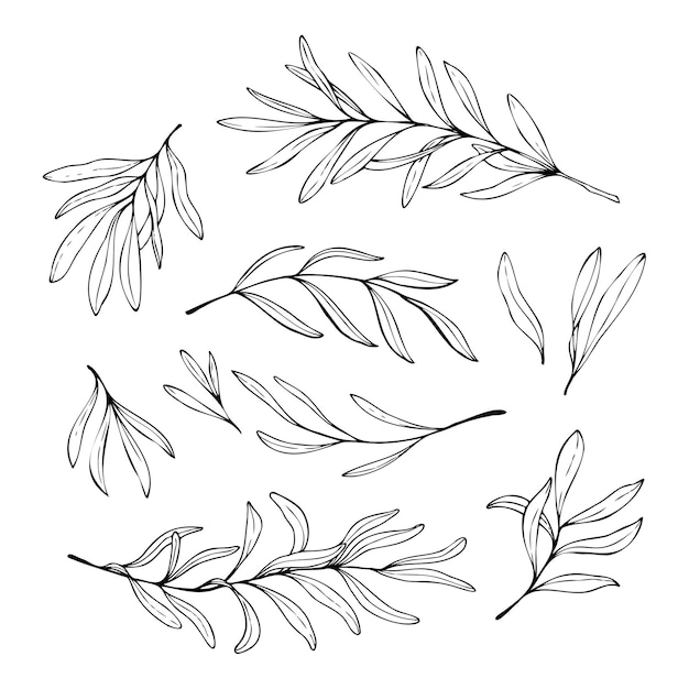 Hand drawn illustrations of olive branches isolated on a white background