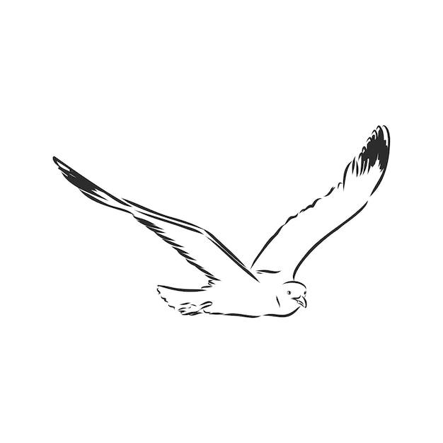 Hand drawn image Seagull bird vector sketch illustration