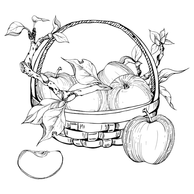 Нарисованная вручную композиция чернил с яблочными фруктами в корзине с веткой и листьями, спелыми полными и ломтиками, изолированными на белом фоне. Дизайн для настенного искусства.