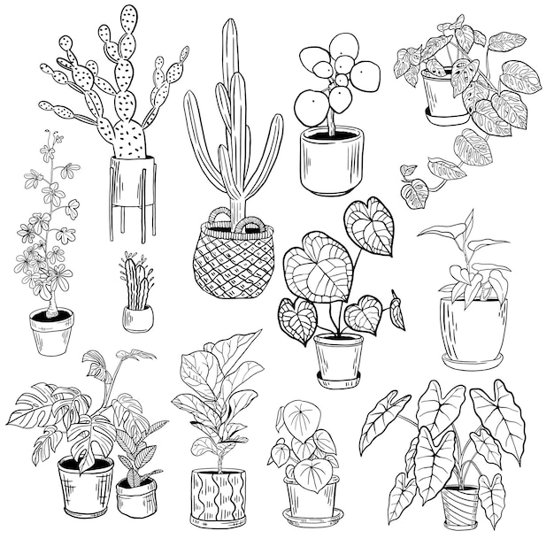 Vettore collezione di piante d'appartamento di inchiostro disegnato a mano
