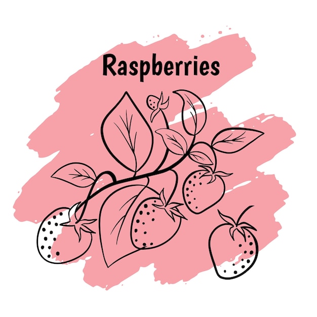 Hand drawn ink outline raspberry with color spots