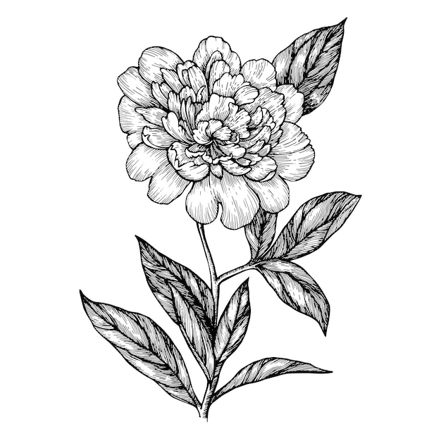 Hand drawn ink peony flowers Beatuful botanical elements for postcard designs