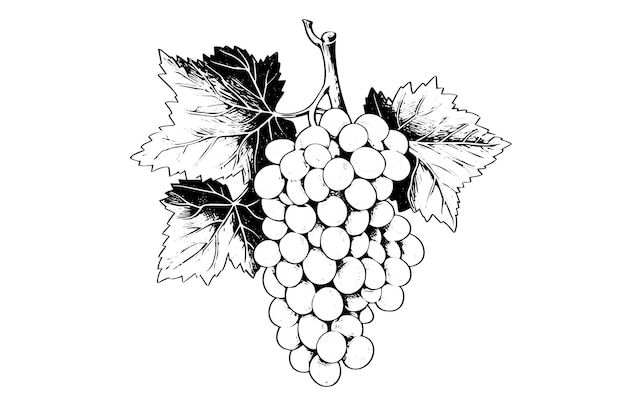 Hand drawn ink sketch of grape on the branch Engraving style vector illustration