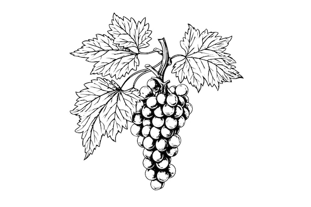 Hand drawn ink sketch of grape on the branch Engraving style vector illustration