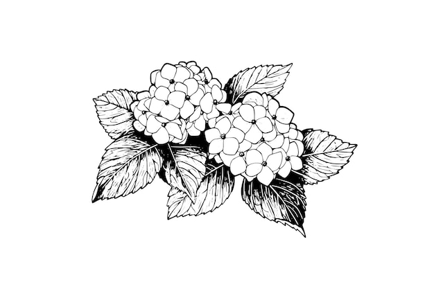 Hand drawn ink sketch hydrangea flowers Vector illustration in engraving style