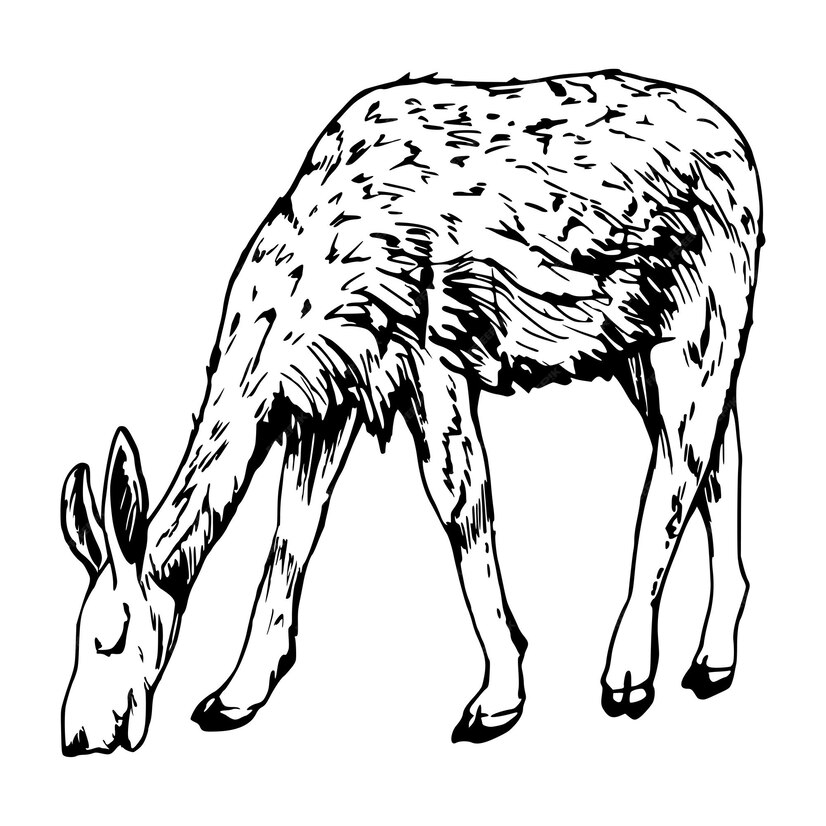 Premium Vector | Hand drawn ink vector illustration farm cattle wool