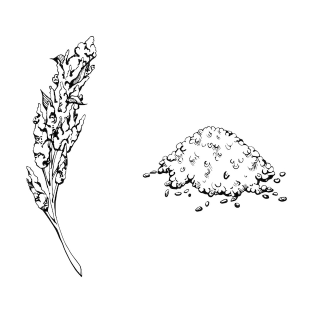 手描きインクベクトルイラスト クイノアの種子 アマラントの花 農作物 穀物 白い背景に孤立した単一のオブジェクト 旅行 休暇の小冊子 印刷 カフェ レストラン メニュー