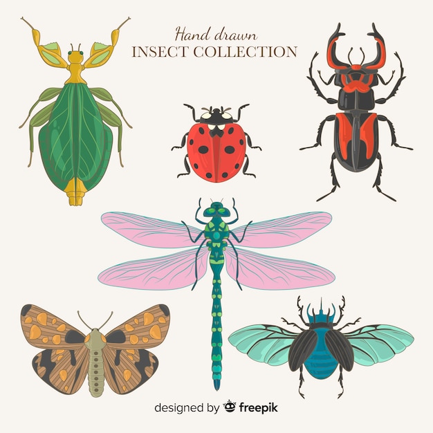 Hand drawn insect collection